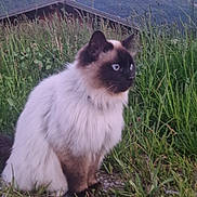 Timba participe au concours pour gagner de l'argent avec cette photo : cat, siamese_cat, fluffy, outdoor, grass, mountains, snow, cabin, nature, sunset, sky, animal, pet, mammal, wildlife, scenery, rock, field, blue_eyes, fur