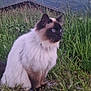 cat, siamese_cat, fluffy, outdoor, grass, mountains, snow, cabin, nature, sunset, sky, animal, pet, mammal, wildlife, scenery, rock, field, blue_eyes, fur