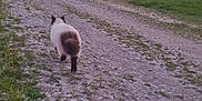 Timba participe au concours pour gagner de l'argent avec cette photo : cat, animal, outdoor, path, building, mountain, forest, grass, dusk, nature, rural, stone, rocky, pet, walking, tail, ear, sky, lamp_post, window