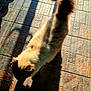 cat, fluffy, shadow, sunlight, tiled_floor, walking, pet, animal, indoor, brown, cream, tail, ears, feline, texture, floor_tiles, light_and_shadow, domestic_animal, walking_cat, sunny