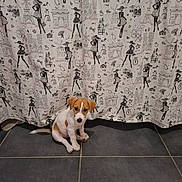 Brooklyn participe au concours pour gagner de l'argent avec cette photo : puppy, dog, brown_and_white, sitting, curious, tile_floor, curtain, pattern, paris_theme, silhouette, fashion, indoor, cute, small_dog, pet, animal, floor, white_background, decor, adorable
