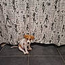 puppy, dog, brown_and_white, sitting, curious, tile_floor, curtain, pattern, paris_theme, silhouette, fashion, indoor, cute, small_dog, pet, animal, floor, white_background, decor, adorable