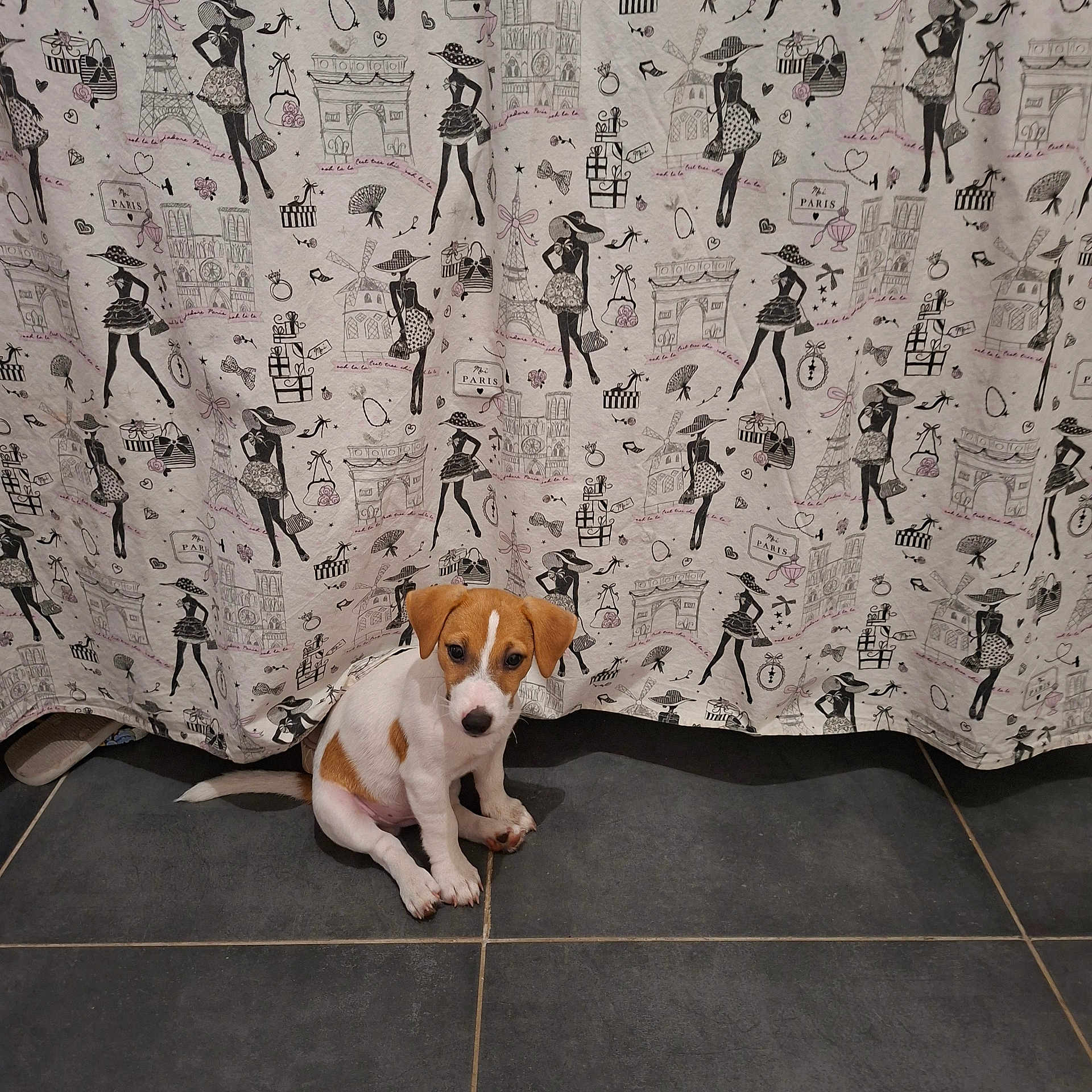 Brooklyn participe au concours pour gagner de l'argent avec cette photo : puppy, dog, brown_and_white, sitting, curious, tile_floor, curtain, pattern, paris_theme, silhouette, fashion, indoor, cute, small_dog, pet, animal, floor, white_background, decor, adorable