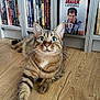 cat, tabby_cat, blue_eyes, wooden_floor, dvd_shelf, dvds, dexter_box_set, indoor, pet, animal, curious, relaxed, furniture, sitting, close_up, home, entertainment, media, shelf, collection