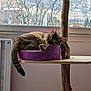 cat, tabby_cat, purple_bed, cat_tree, window, indoor, wood, tail, relaxing, feline, pet, plush, resting, curious, animal, house, nature, tree_branch, daylight, cozy