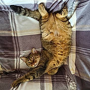 Azazel a rejoint le concours — aidez-le/la à gagner de superbes lots ! cat, tabby, pet, animal, feline, relaxed, stretching, lying_down, plaid_blanket, cozy, fur, whiskers, ears, paw, indoor, sleepy, cute, soft, resting, home