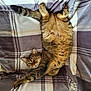 cat, tabby, pet, animal, feline, relaxed, stretching, lying_down, plaid_blanket, cozy, fur, whiskers, ears, paw, indoor, sleepy, cute, soft, resting, home