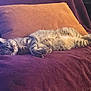 cat, tabby, sleeping, napping, pet, feline, cozy, blanket, pillow, indoor, relaxed, fur, whiskers, striped, resting, soft, comfort, home, animal, cute