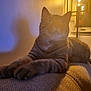 cat, tabby_cat, feline, pet, indoor, couch, armrest, lamp, shadow, warm_light, cozy, relaxed, whiskers, fur, window, home, furniture, night, curiosity, closeup