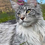 Watson a rejoint le concours — aidez-le/la à gagner de superbes lots ! cat, silver_tabby, long_hair, outdoor, grass, flower, nature, blue_sky, greenery, close_up, animal, pet, whiskers, ears, portrait, relaxed, feline, mammal, daylight, peaceful