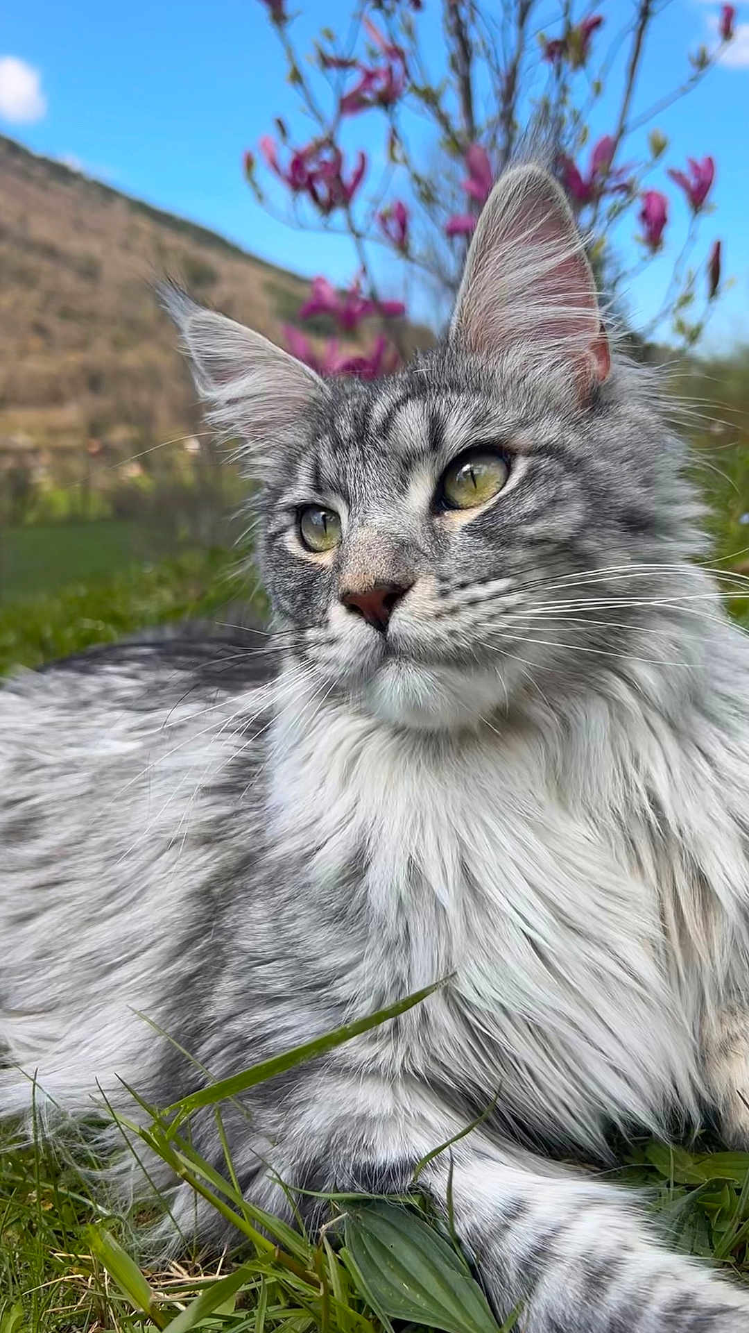 Watson a rejoint le concours — aidez-le/la à gagner de superbes lots ! cat, silver_tabby, long_hair, outdoor, grass, flower, nature, blue_sky, greenery, close_up, animal, pet, whiskers, ears, portrait, relaxed, feline, mammal, daylight, peaceful