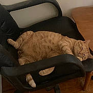 Cheddar is registered to the contest to win money with this photo: animal, cat, chair, cozy, domestic_cat, feline, fur, home, indoor, lazy, office_chair, orange_tabby, paw, pet, relaxed, resting, sleepy, whiskers, wooden_floor, wooden_table