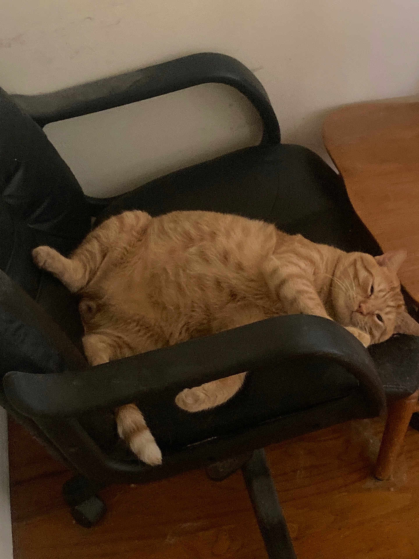 Cheddar