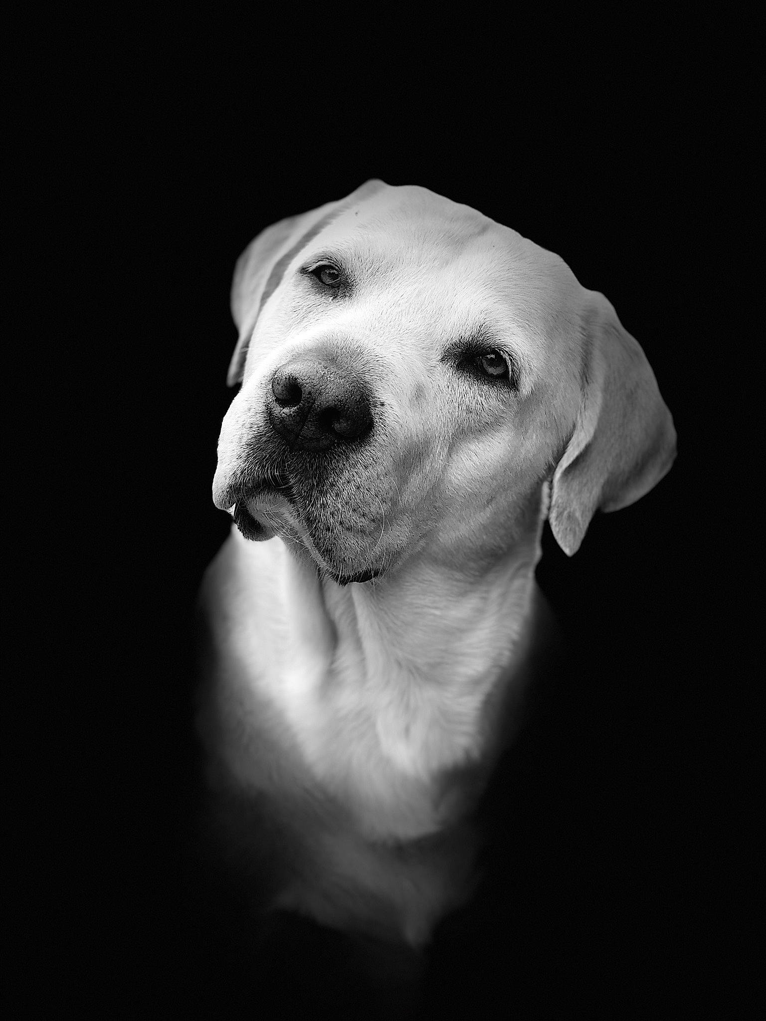 Punch participe au concours pour gagner de l'argent avec cette photo : black_and_white, canidae, carnivore, dog, dog_breed, dogo_argentino, labrador_retriever, mammal, monochrome, monochrome_photography, non_sporting_group, nose, photography, puppy, rare_breed_dog, retriever, snout, sporting_group, vertebrate, whiskers