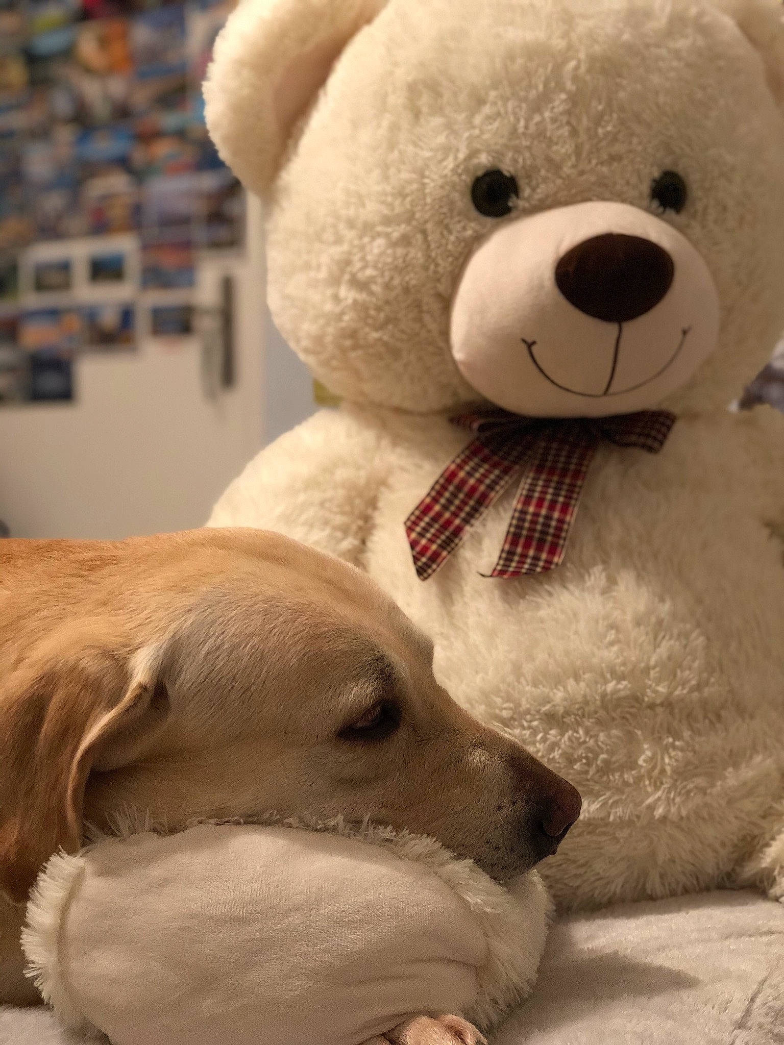 Punch participe au concours pour gagner de l'argent avec cette photo : bear, canidae, carnivore, companion_dog, dog_breed, dog_toy, nose, plush, puppy, puppy_love, snout, sporting_group, stuffed_toy, teddy_bear, textile, toy