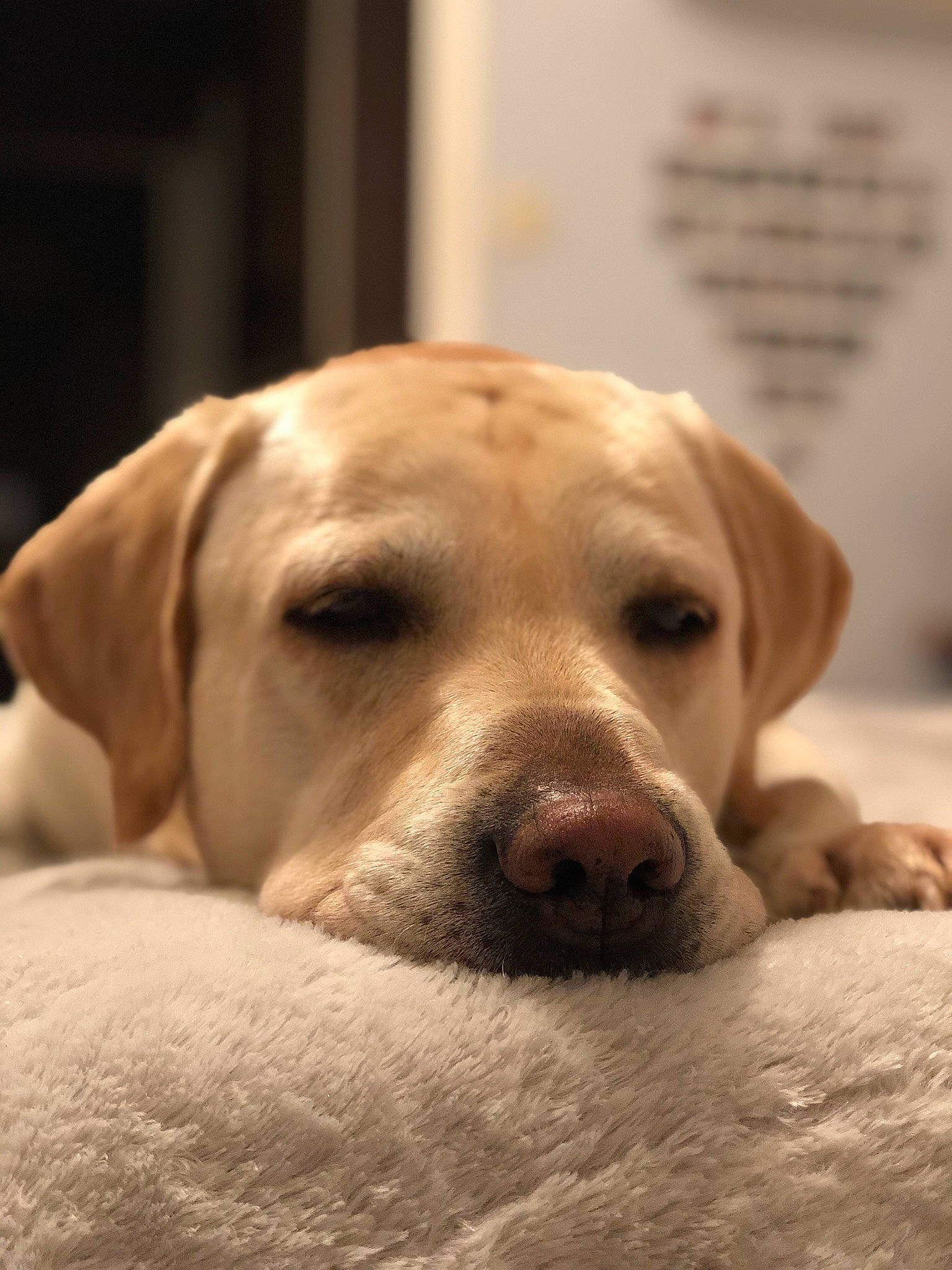 Punch participe au concours pour gagner de l'argent avec cette photo : beagador, canidae, carnivore, companion_dog, dog, dog_breed, ear, fawn, labrador_retriever, mammal, nose, puppy, puppy_love, retriever, snout, sporting_group, vertebrate, whiskers