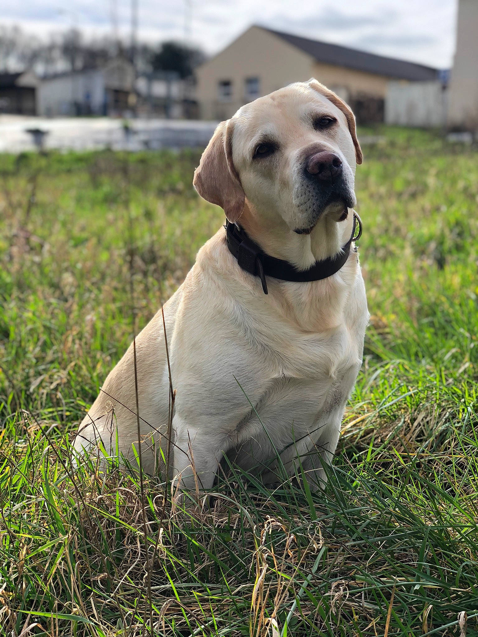 Punch a rejoint le concours — aidez-le/la à gagner de superbes lots ! canidae, carnivore, catahoula_bulldog, companion_dog, dog, dog_breed, fawn, grass, hunting_dog, labrador_retriever, mammal, rare_breed_dog, retriever, snout, sporting_group, vertebrate, working_dog