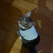 Pookie is registered to the contest to win money with this photo: animal, cat, curious, cute, domestic_cat, ears, eyes, feline, fur, gray_cat, indoor, looking_up, pet, portrait, shadow, sitting, tail, whiskers, white_shirt, wooden_floor