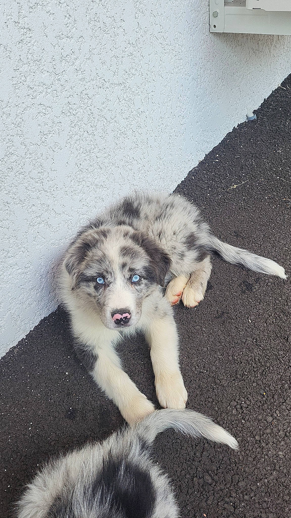 Uky participe au concours pour gagner de l'argent avec cette photo : art, canidae, canis, carnivore, companion_dog, dog, dog_breed, eye, fur, iris, paw, sitting, snout, sporting_group, tail, terrestrial_animal, whiskers, wildlife, working_animal, working_dog