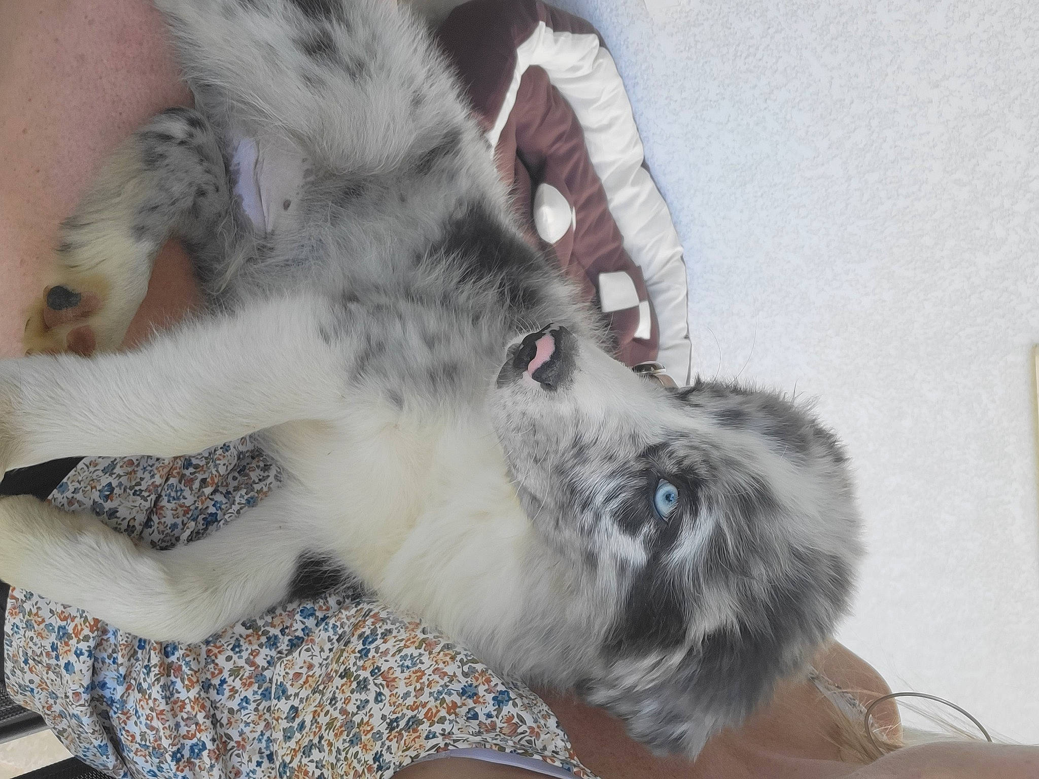 Uky a rejoint le concours — aidez-le/la à gagner de superbes lots ! canidae, carnivore, cat, claw, comfort, companion_dog, dog_breed, domestic_short_haired_cat, felidae, foot, fur, grey, nap, paw, small_to_medium_sized_cats, sporting_group, tail, terrestrial_animal, whiskers, working_animal