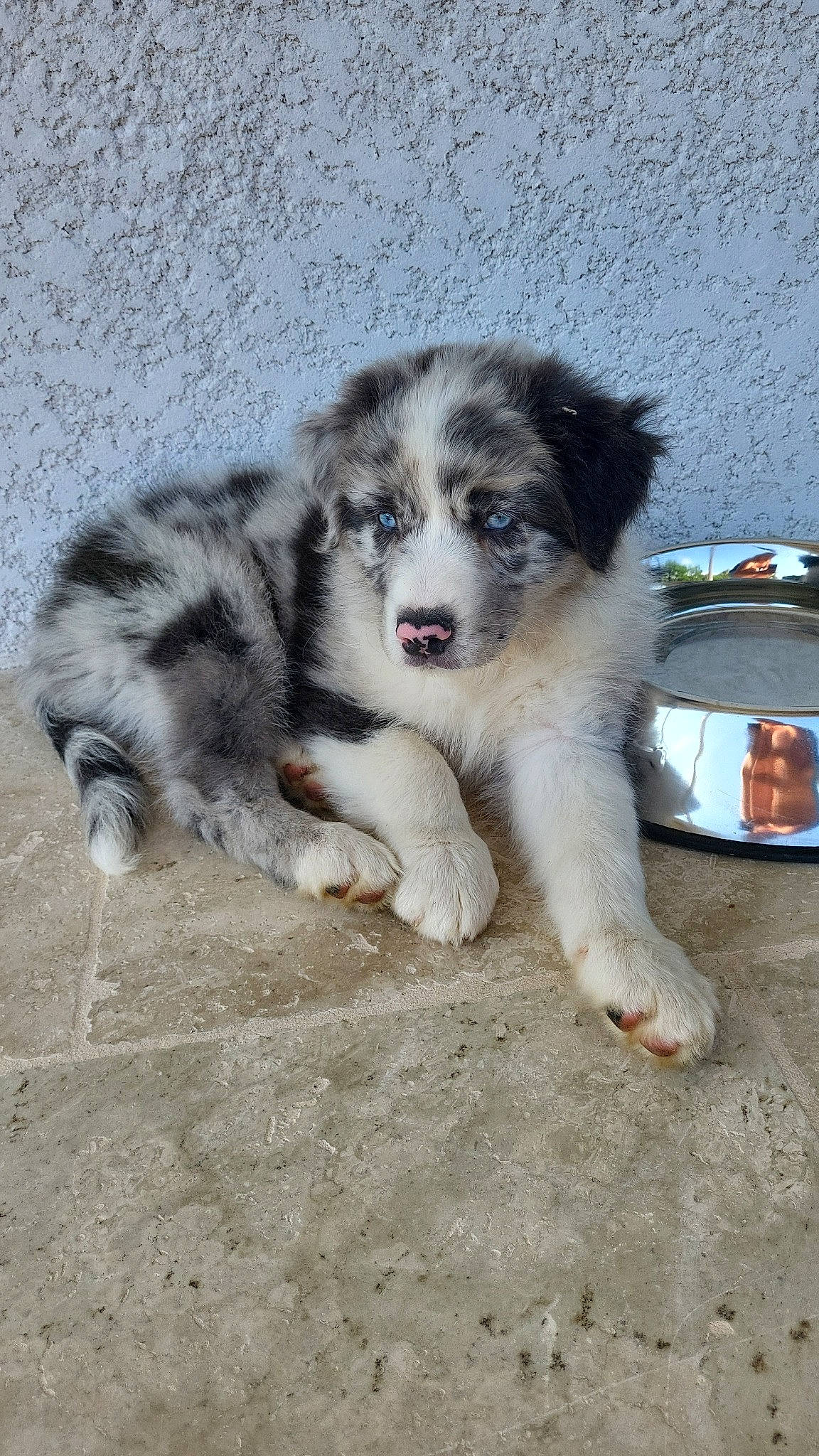 Uky participe au concours pour gagner de l'argent avec cette photo : ancient_dog_breeds, canidae, carnivore, companion_dog, dog, dog_breed, fur, snout, sporting_group, terrestrial_animal, working_animal, working_dog