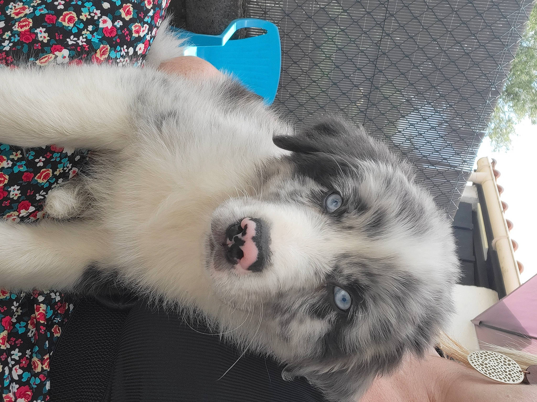 Uky participe au concours pour gagner de l'argent avec cette photo : canis, carnivore, collar, companion_dog, dog, dog_breed, dog_collar, felidae, foot, fur, herding_dog, paw, siberian_husky, sled_dog, small_to_medium_sized_cats, snout, sporting_group, whiskers, working_animal, working_dog