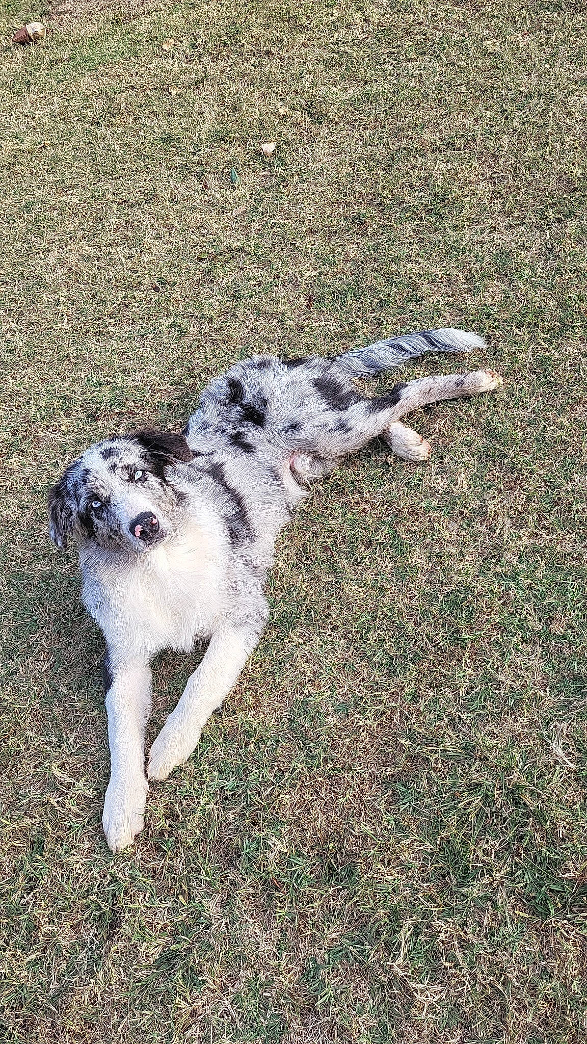 Uky a rejoint le concours — aidez-le/la à gagner de superbes lots ! canidae, carnivore, claw, companion_dog, dog, dog_breed, english_setter, fawn, felidae, fur, grass, herding_dog, human_leg, non_sporting_group, paw, soil, tail, terrestrial_animal, working_animal, working_dog