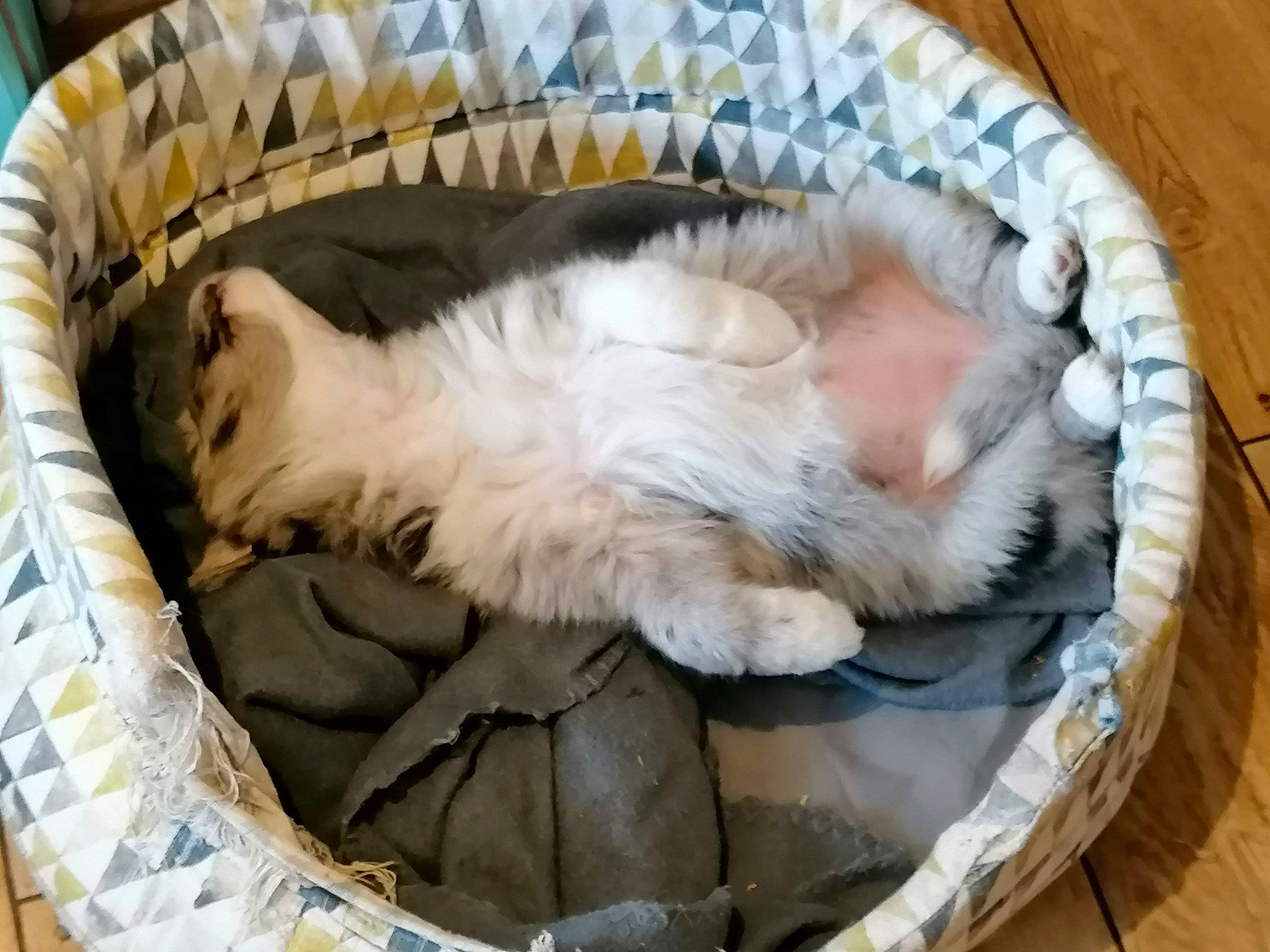 Nala a rejoint le concours — aidez-le/la à gagner de superbes lots ! carnivore, cat, cat_bed, cat_supply, comfort, companion_dog, couch, dog_breed, duvet, felidae, fur, nap, pet_supply, sleep, small_to_medium_sized_cats, sporting_group, tail, whiskers