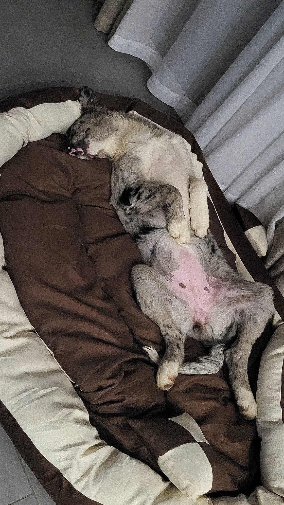 Nala a rejoint le concours — aidez-le/la à gagner de superbes lots ! bedding, bulldog, carnivore, comfort, companion_dog, dog, dog_breed, duvet, fawn, felidae, fur, grey, linens, nap, non_sporting_group, sporting_group, toy_dog, wrinkle