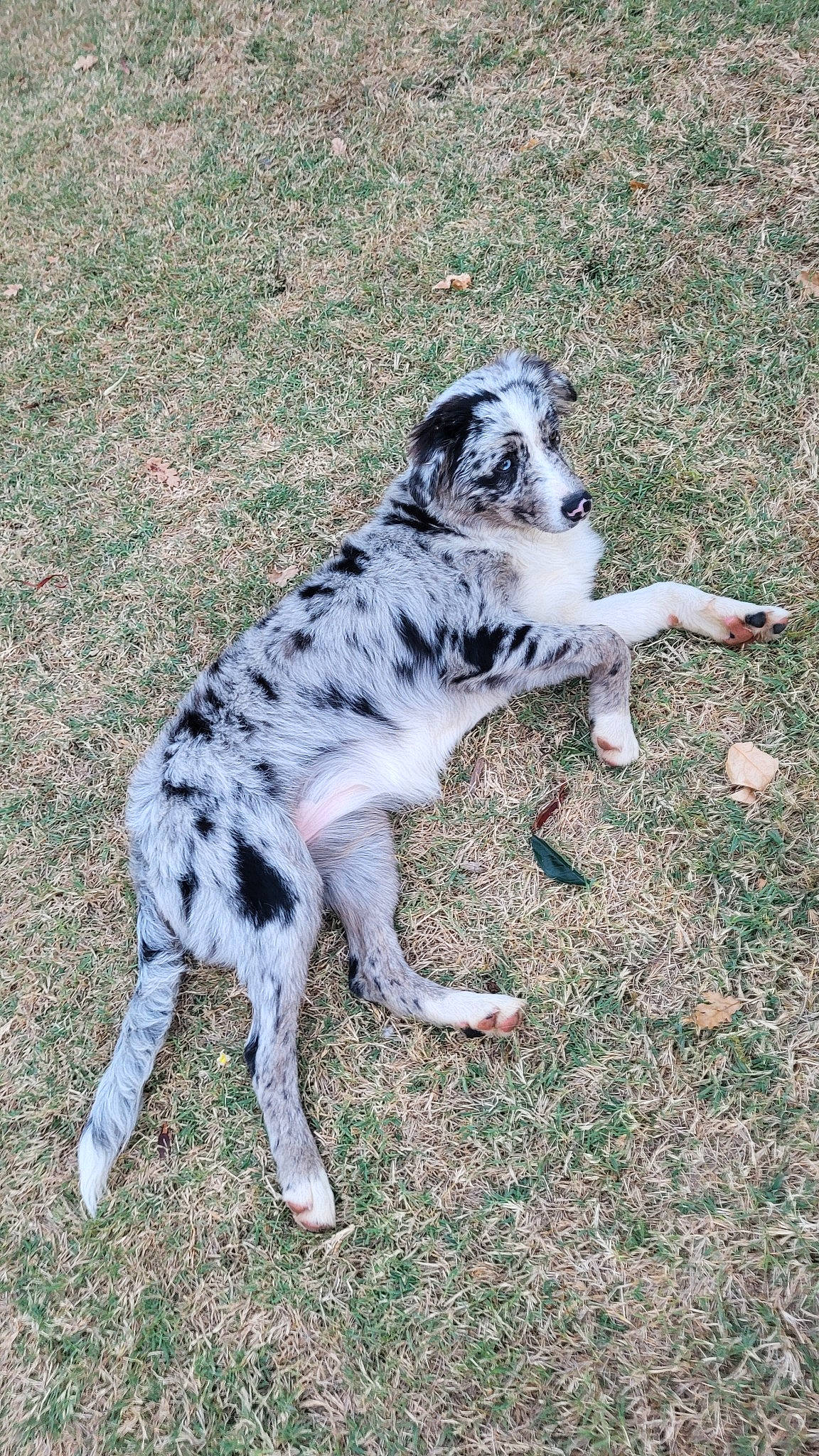 Nala participe au concours pour gagner de l'argent avec cette photo : canidae, carnivore, companion_dog, dog, dog_breed, fawn, foot, grass, non_sporting_group, snout, sporting_group, tail, terrestrial_animal, working_dog