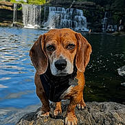 Jet joined the competition — help win amazing prizes! dog, waterfall, rock, river, outdoor, nature, water, tree, sky, cloud, animal, pet, canine, portrait, landscape, daylight, fur, snout, ears, leash