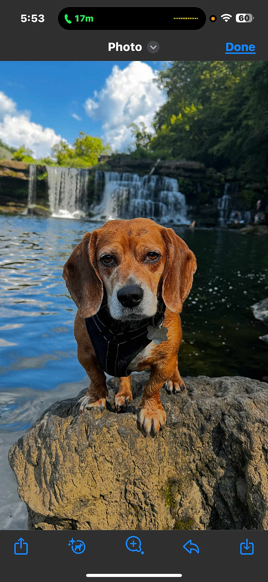 Jet joined the competition — help win amazing prizes! dog, waterfall, rock, river, outdoor, nature, water, tree, sky, cloud, animal, pet, canine, portrait, landscape, daylight, fur, snout, ears, leash