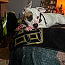 Harley joined the competition — help win amazing prizes! dog, white_dog, patch, blanket, indoor, sitting, relaxed, pet, canine, animal, furniture, lamp, shelf, warm_lighting, cozy, resting, household, decor, domestic, quiet