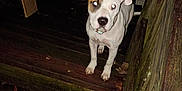 Harley is registered to the contest to win money with this photo: dog, white_dog, brown_patch, porch, wooden_floor, wooden_railings, night, flash, glowing_eyes, door, outdoor, pet, animal, curious, standing, collar, canine, dark, rustic, steps