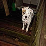 dog, white_dog, brown_patch, porch, wooden_floor, wooden_railings, night, flash, glowing_eyes, door, outdoor, pet, animal, curious, standing, collar, canine, dark, rustic, steps