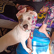 Harley joined the competition — help win amazing prizes! dog, white_dog, brown_patch, pet, indoor, person, colorful_clothing, leggings, bracelets, foot, cushion, blue_cushion, bed, blanket, table, key, paw, curious, looking_up, resting_foot