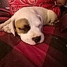 animal, black, blanket, closeup, cozy, cute, dog, fur, indoor, nose, paisley, pattern, person, pet, puppy, red, resting, shirt, sleeping, young