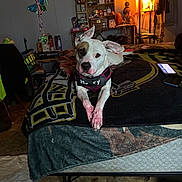 Harley joined the competition — help win amazing prizes! dog, bed, indoor, harness, paws, pink, lamp, shelf, decorations, blanket, room, furniture, phone, table, floor, cozy, relaxed, animal, pet, resting