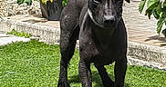 Balou participe au concours pour gagner de l'argent avec cette photo : animal, black_dog, collar, curious, dog, fur, garden, grass, outdoor, patio, pet, plants, portrait, potted_plants, puppy, standing, strawberries, stuffed_toy, sunlight, toy