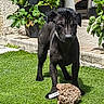 animal, black_dog, collar, curious, dog, fur, garden, grass, outdoor, patio, pet, plants, portrait, potted_plants, puppy, standing, strawberries, stuffed_toy, sunlight, toy