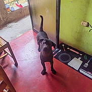 Balou a rejoint le concours — aidez-le/la à gagner de superbes lots ! dog, puppy, black_dog, standing, portrait, indoors, doorway, door, floor, red_floor, green_wall, brick_wall, broom, sandals, chair, kitchen_mat, home, pet, curious, looking_at_camera