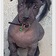 Balou participe au concours pour gagner de l'argent avec cette photo : bell, black_dog, brown_eyes, carpet, centered_composition, collar, cute, dark_fur, dog, floor, floppy_ears, framed_picture, green_tag, indoors, paws, pet_photography, portrait, puppy, short_fur, sitting
