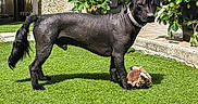 Balou participe au concours pour gagner de l'argent avec cette photo : dog, black_dog, pet, animal, outdoor, backyard, garden, lawn, grass, standing, toy, stuffed_animal, collar, groomed, hairless_body, long_tail, strawberry_plants, patio, sunlight, portrait