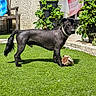 dog, black_dog, pet, animal, outdoor, backyard, garden, lawn, grass, standing, toy, stuffed_animal, collar, groomed, hairless_body, long_tail, strawberry_plants, patio, sunlight, portrait