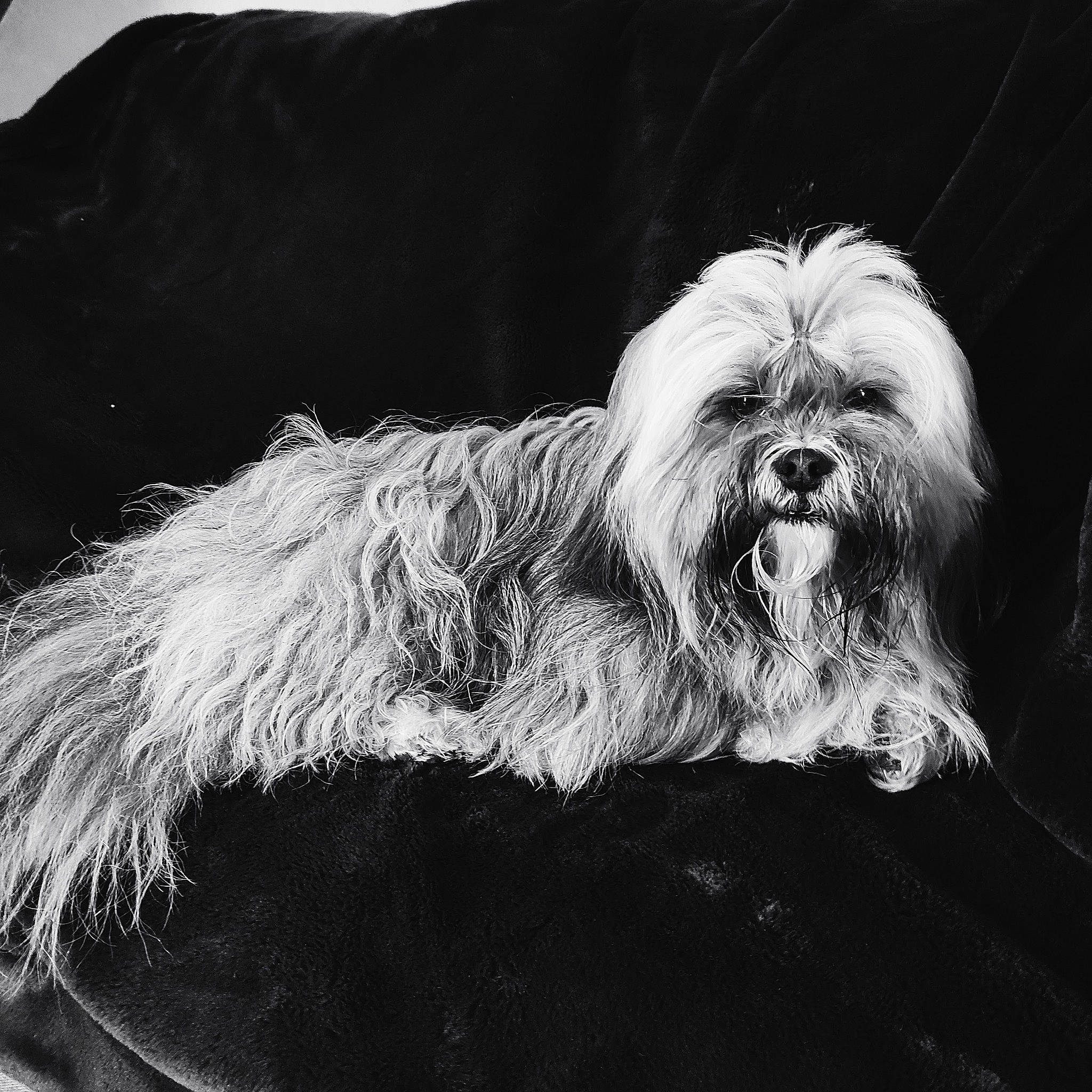 Onyx a rejoint le concours — aidez-le/la à gagner de superbes lots ! beard, canidae, carnivore, companion_dog, darkness, dog, dog_breed, facial_hair, fictional_character, fur, liver, monochrome, monochrome_photography, non_sporting_group, small_terrier, snout, sporting_group, terrier, toy_dog, wrinkle