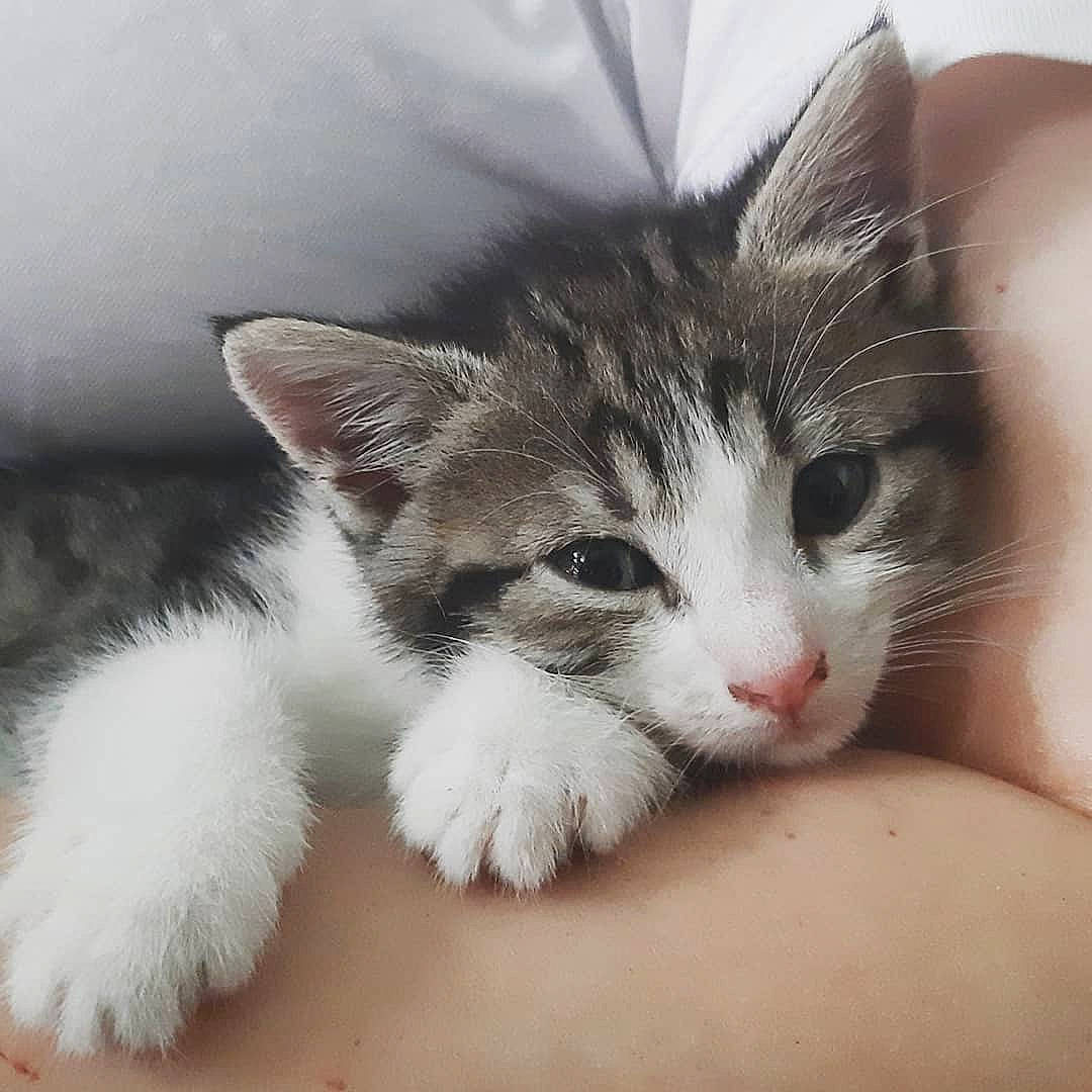 Dina participe au concours pour gagner de l'argent avec cette photo : aegean_cat, american_wirehair, carnivore, cat, domestic_long_haired_cat, domestic_short_haired_cat, european_shorthair, eye, felidae, fur, kitten, mammal, norwegian_forest_cat, nose, ojos_azules, polydactyl_cat, ragamuffin, small_to_medium_sized_cats, turkish_van, whiskers