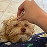 Caramelo is registered to the contest to win money with this photo: closeup, clothing, colorful, companion, cozy, cute, dog, floor, fur, hand, indoor, nail_polish, pattern, person, pet, relaxed, ring, scratching, sleepy, tile