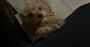 Caramelo joined the competition — help win amazing prizes! adidas_logo, animal, black_pants, companion, curious, cute, dim_lighting, dog, floor_tiles, fluffy, fur, home, human_leg, indoor, looking_up, paws, pet, small_dog, tile_floor, waiting