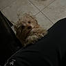 adidas_logo, animal, black_pants, companion, curious, cute, dim_lighting, dog, floor_tiles, fluffy, fur, home, human_leg, indoor, looking_up, paws, pet, small_dog, tile_floor, waiting