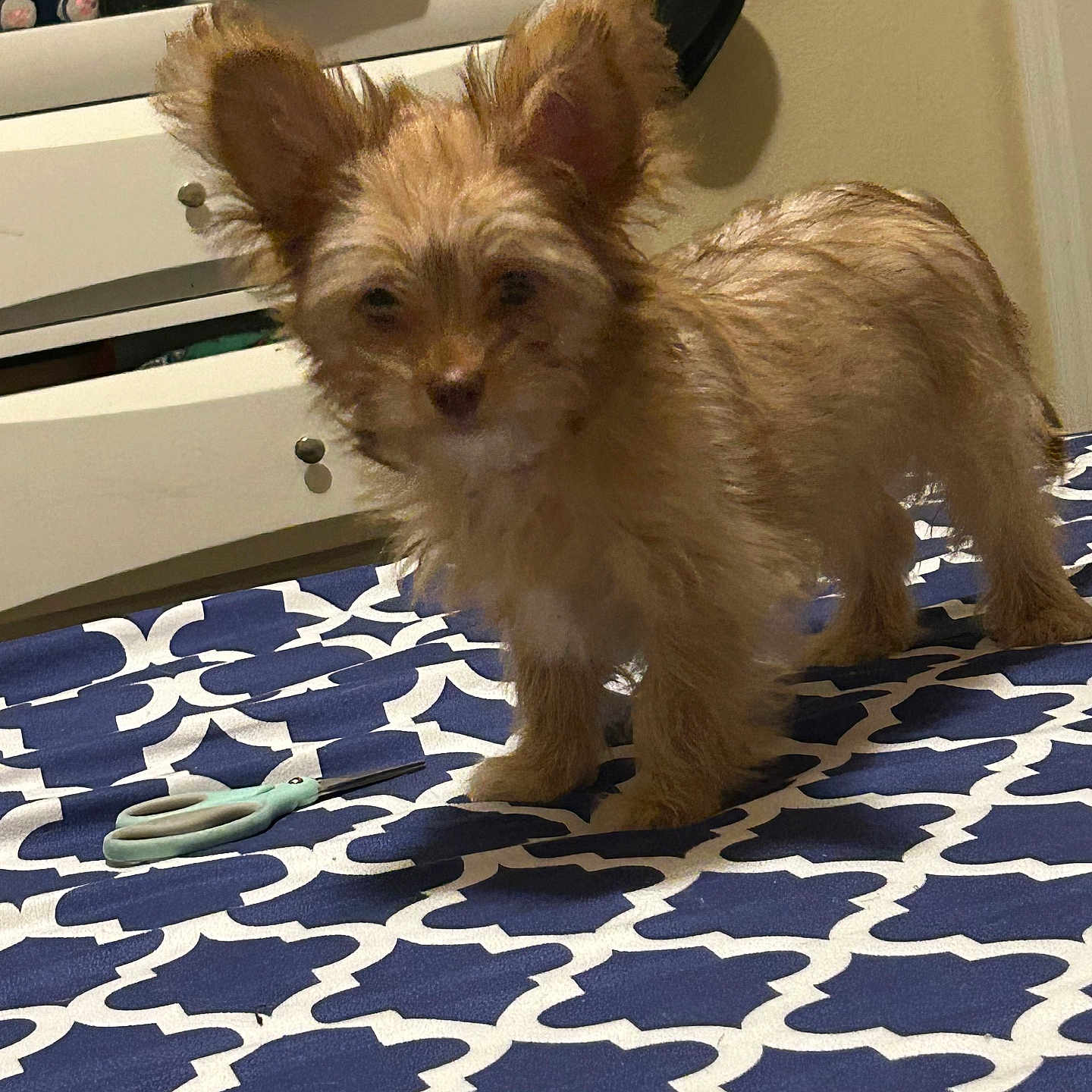Caramelo is registered to the contest to win money with this photo: animal, bed, blanket, brown_fur, cozy, cute, dog, drawer, ears, fabric, furniture, home, indoor, pet, plush_toy, room, scissors, scruffy, small_dog, standing